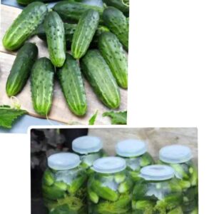 3 PAKKI KURK ŠREMSKI +  1 PAKK TOMAT MONEYMAKER